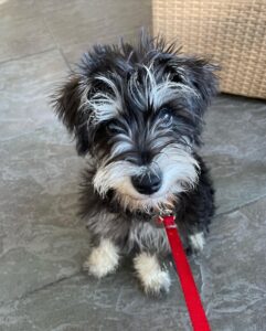 Image of George the dog with a red leash.