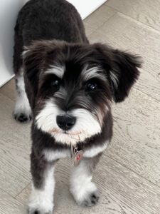 Image of George the dog.