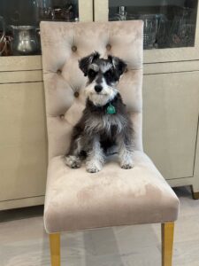 Image of George the dog sitting on a chair.